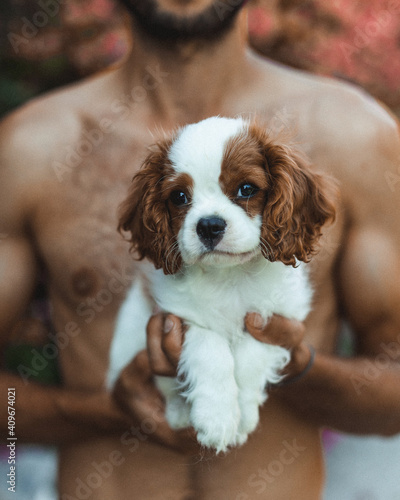 White and brown short coated puppy photo