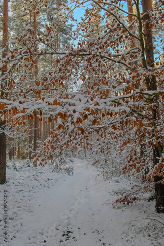 Obraz na płótnie Orange leaves against the backdrop of a white forest. Snow in the forest. Winter in Poland. w salonie