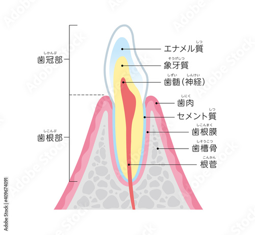 Tooth cross section_27
