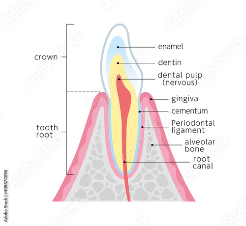 Tooth cross section_28