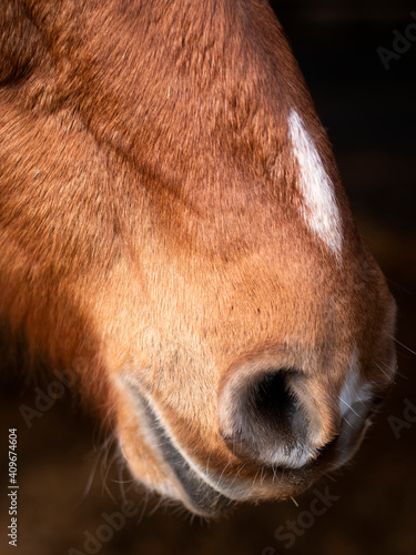 Close up of nostrils and lips of a pony.