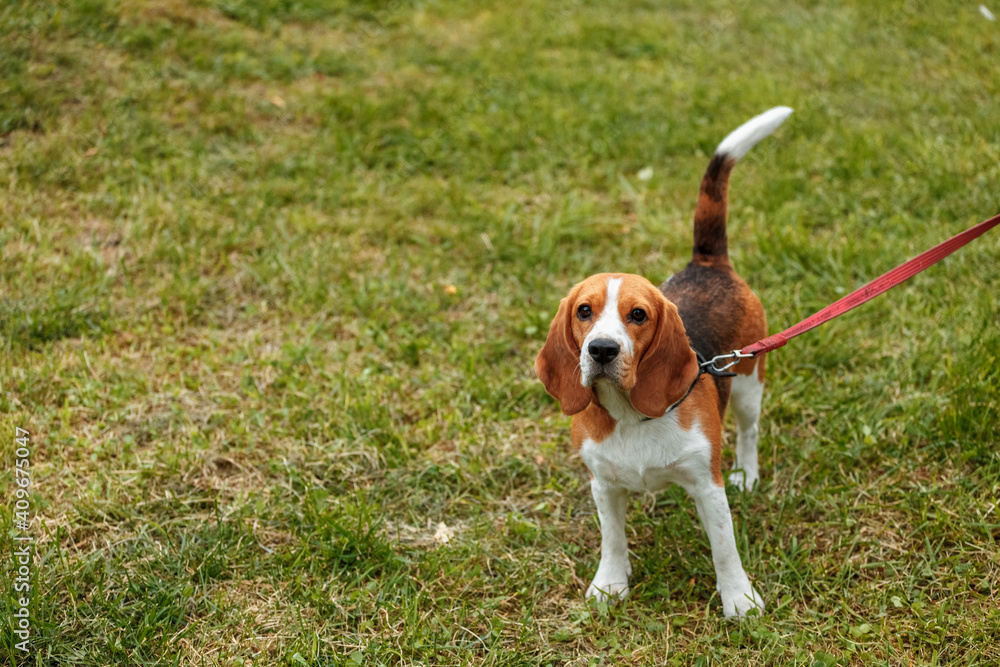 Beagle stands on the grass in the park and looks at the camera