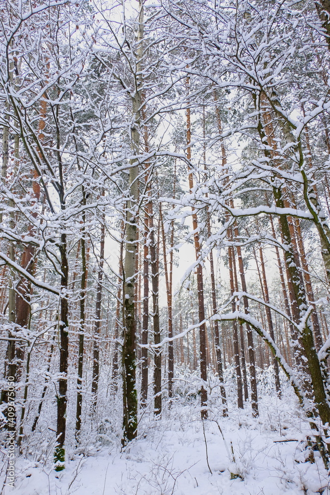 Winter in the forest, Poland Winter. Forest in the snow.