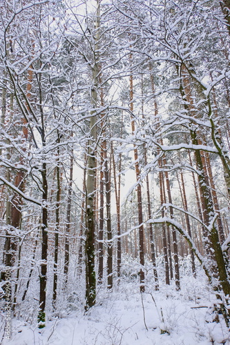 Obraz na płótnie Winter in the forest, Poland Winter. Forest in the snow. w salonie