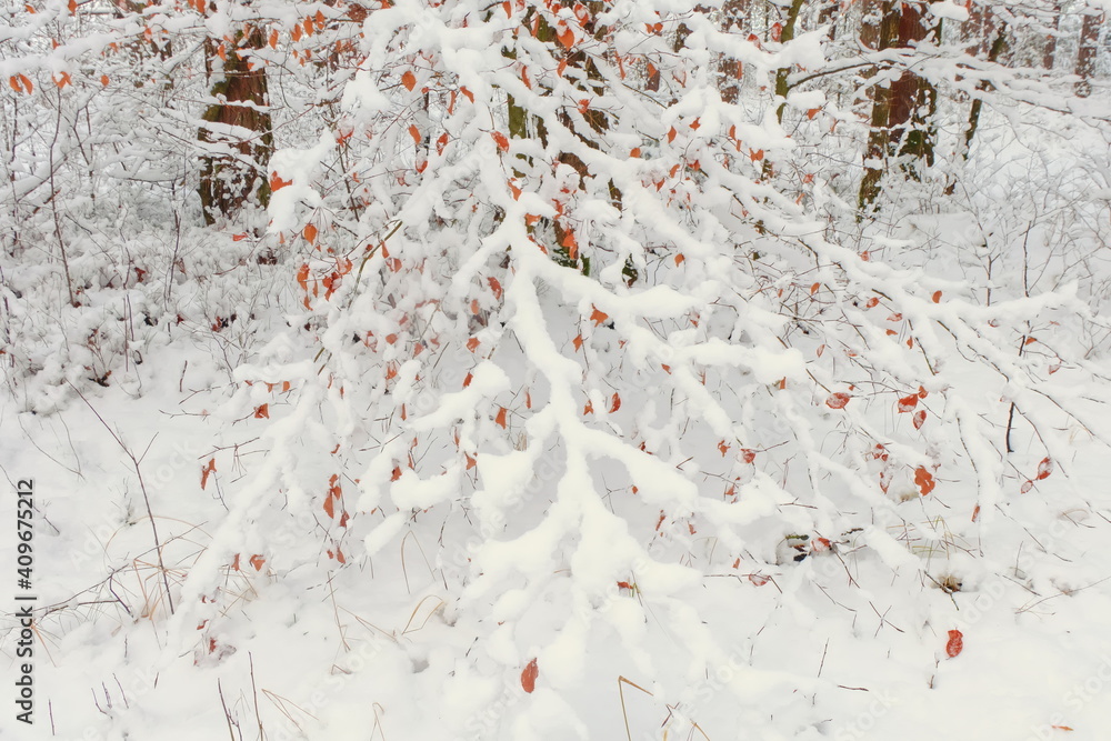 Snow in the forest. Orange leaves covered with snow. Winter in Europe.