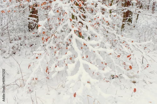 Obraz na płótnie Snow in the forest. Orange leaves covered with snow. Winter in Europe. w salonie