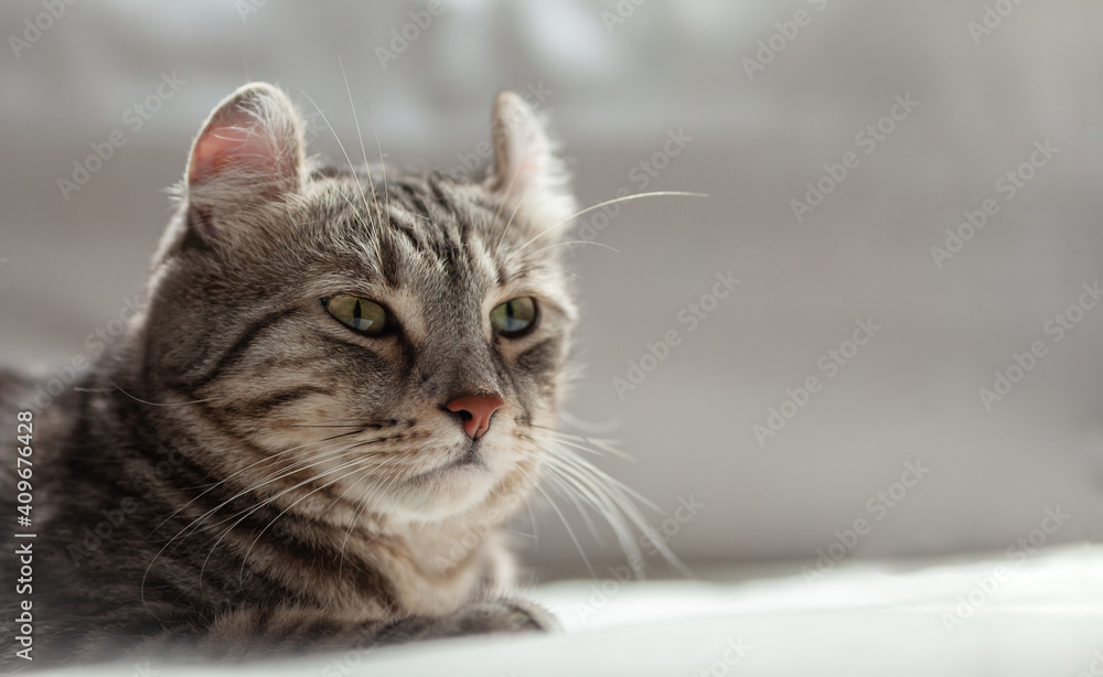 American curl cat Silver tabby color Which ears, roll comfortable on the bed. love to animals pet concept.