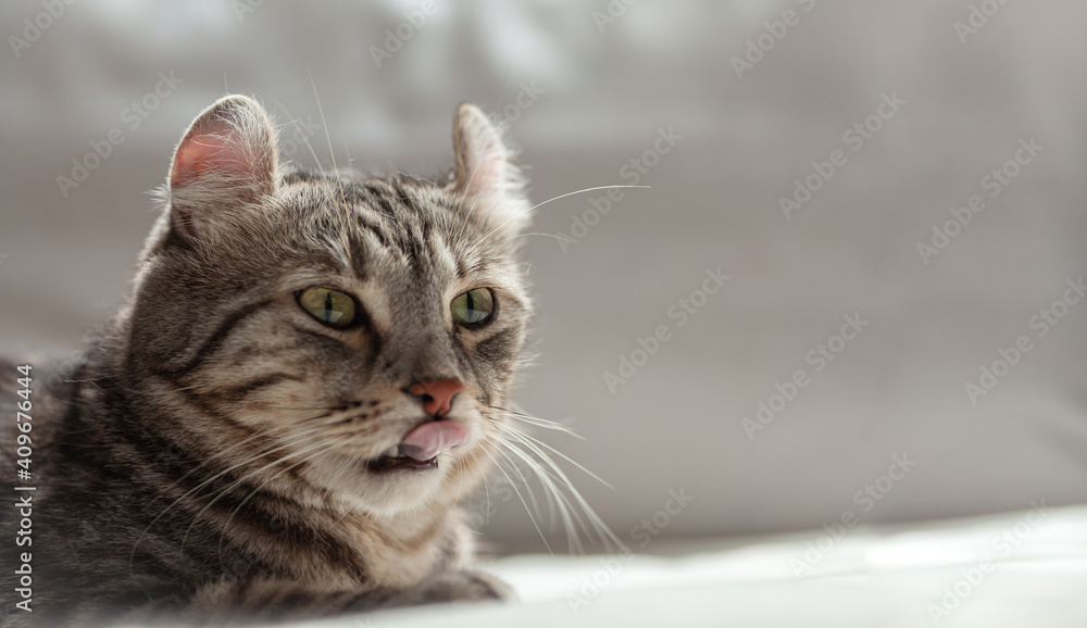 American curl cat Silver tabby color Which ears, roll comfortable on the bed. love to animals pet concept.