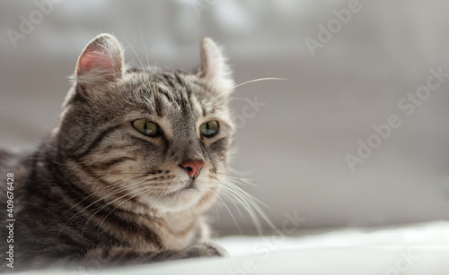 American curl cat Silver tabby color Which ears, roll comfortable on the bed. love to animals pet concept. © Nitiphonphat