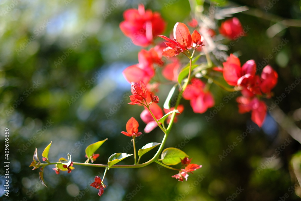 Obraz premium red flowers