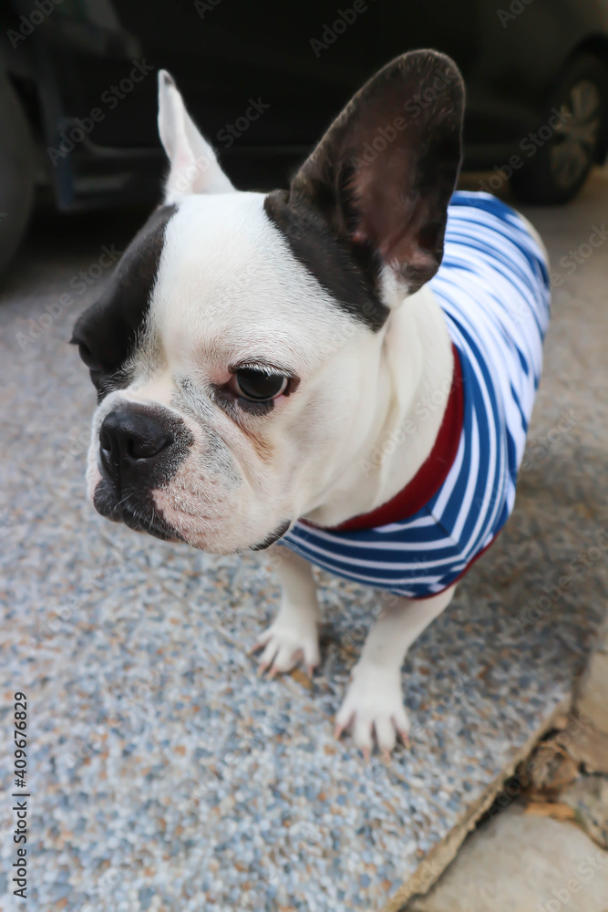 french bulldog or squint-eyed french bulldog