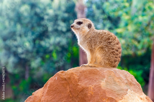 Young meerkat is sitting on a rock photo