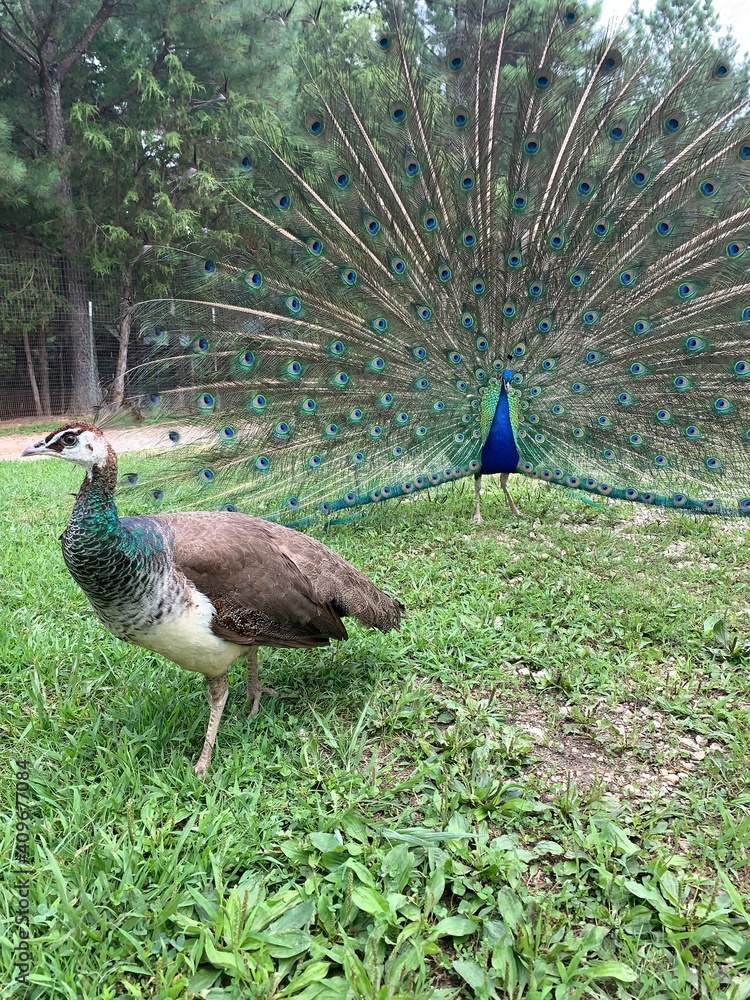Obraz premium peacock in the garden