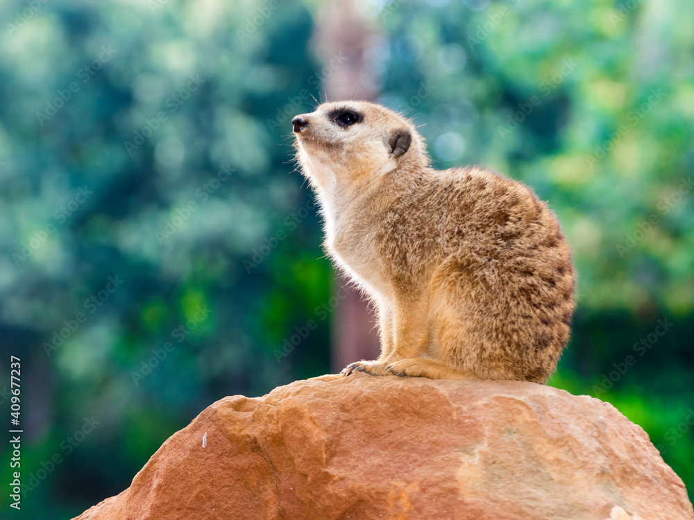 Fototapeta premium Young meerkat is sitting on a rock