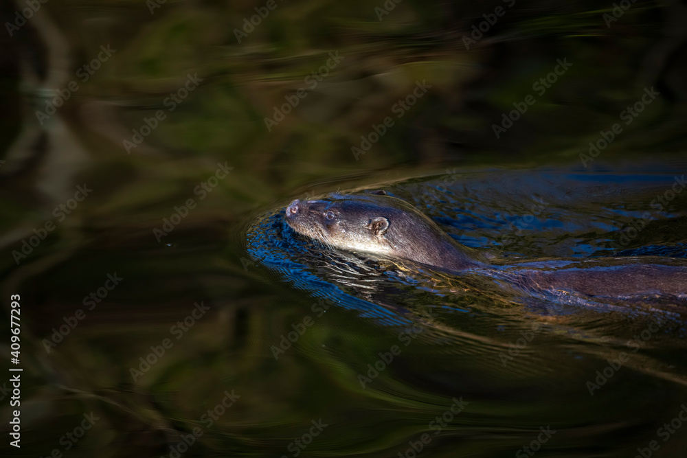 Common otter, lutra lutra, close up taken from above of an otter swimming in riverwater.