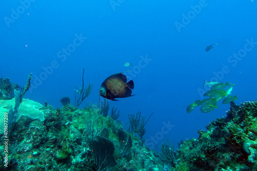 caribbean, diving, under water, 