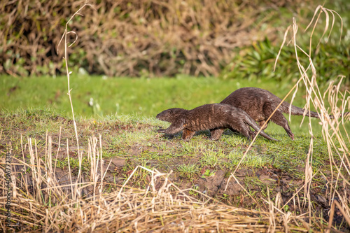 Common otters, lutra lutra, adult and young running walking on a green river bank during winter in scotland.