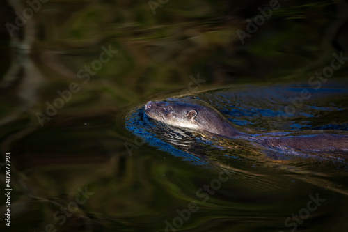 Obraz na płótnie Common otter, lutra lutra, close up taken from above of an otter swimming in riverwater. w salonie