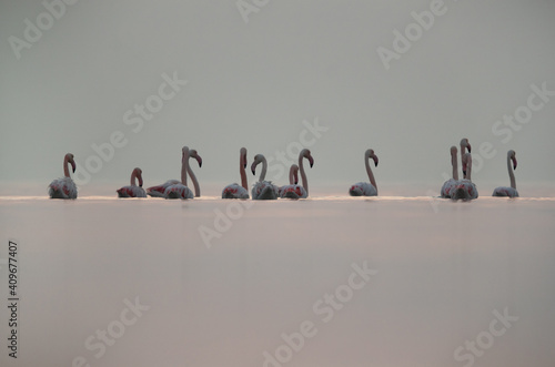 Greater Flamingos and dramatic hue before sunrise at Asker coast, Bahrain