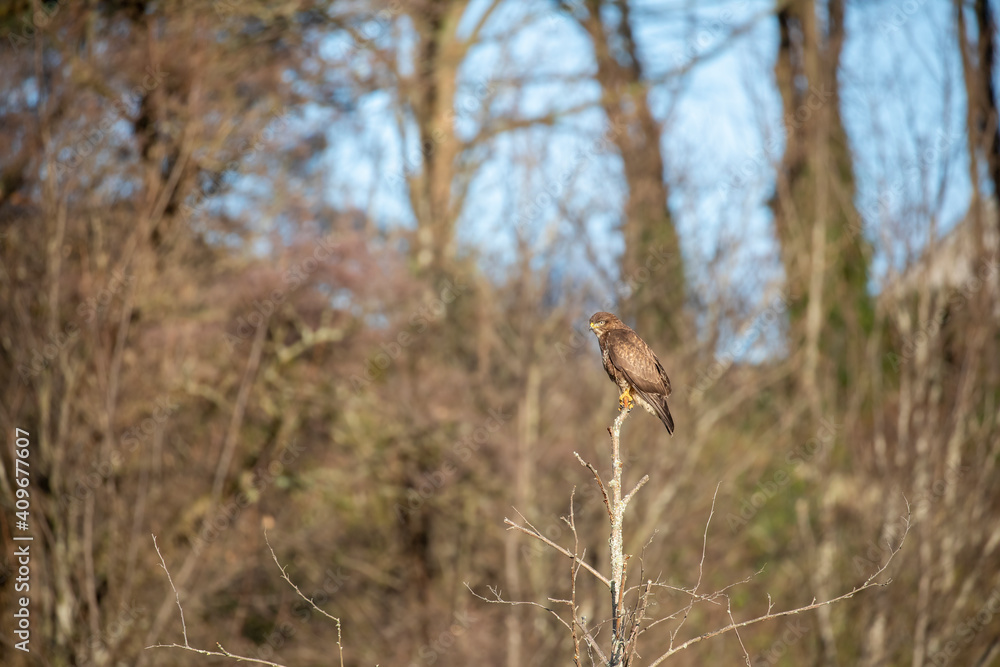 Common buzzard, Buteo buteo, close up perched within a tree with branches and twigs background taken during winter in scotland.