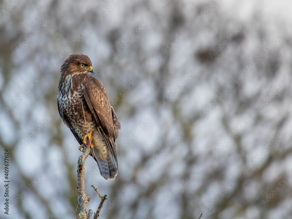 Common buzzard, Buteo buteo, close up perched within a tree with branches and twigs background taken during winter in scotland.
