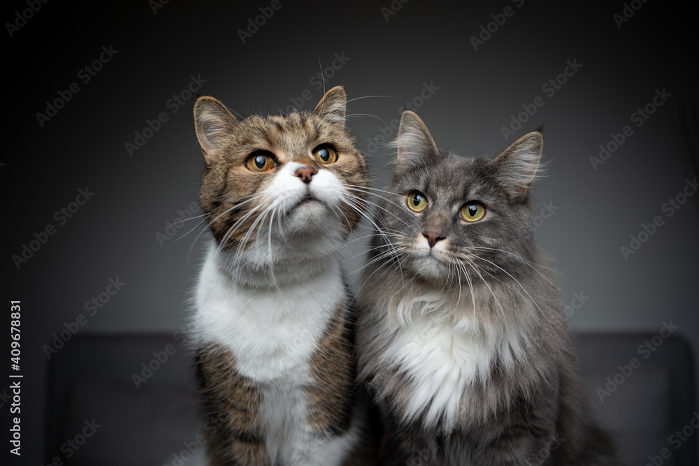 portrait of two cats of different breeds sitting side by side looking curiously