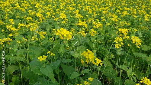 Beautiful Bright Yellow Mustard Flowers photo