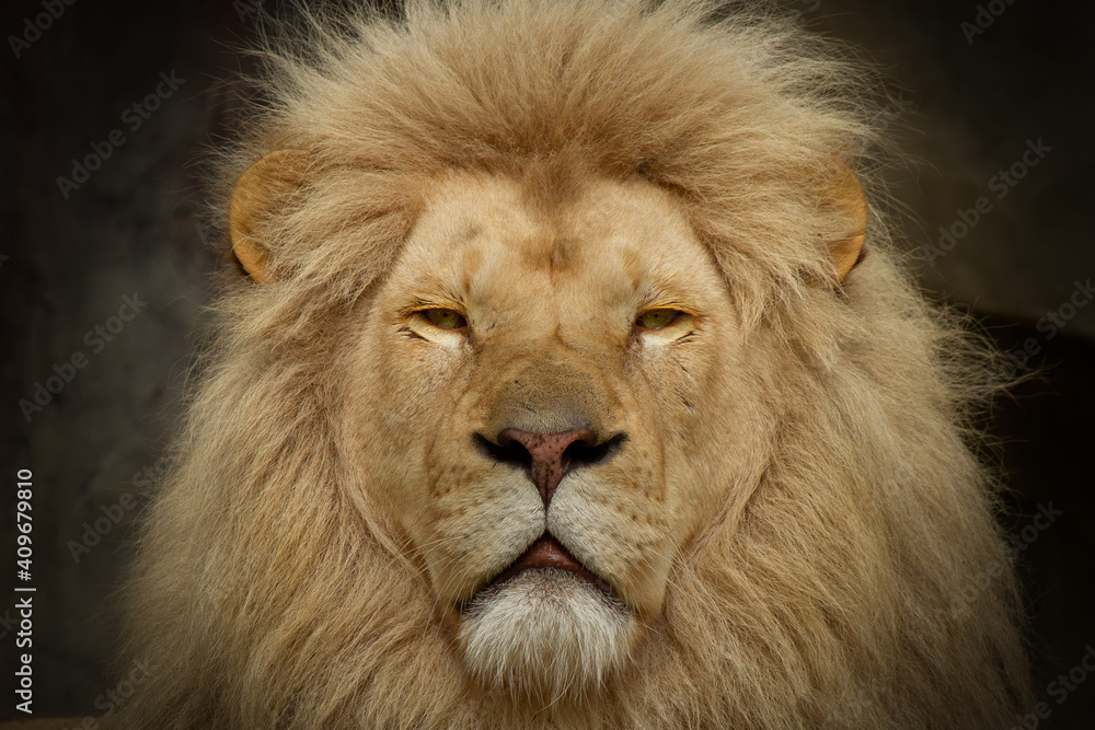Obraz Zbliżenie lwa