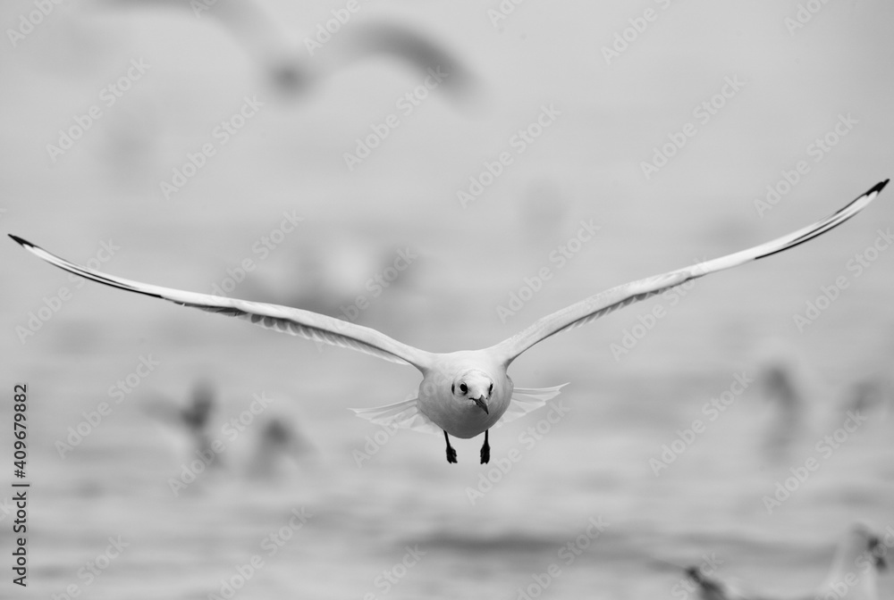 Black-headed gull flying at Asker marsh, Bahrain Black-headed gull flying at Asker marsh, Bahrain