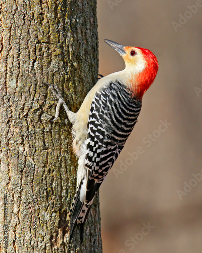 Red-belllied woodpecker clings to a tree trunk