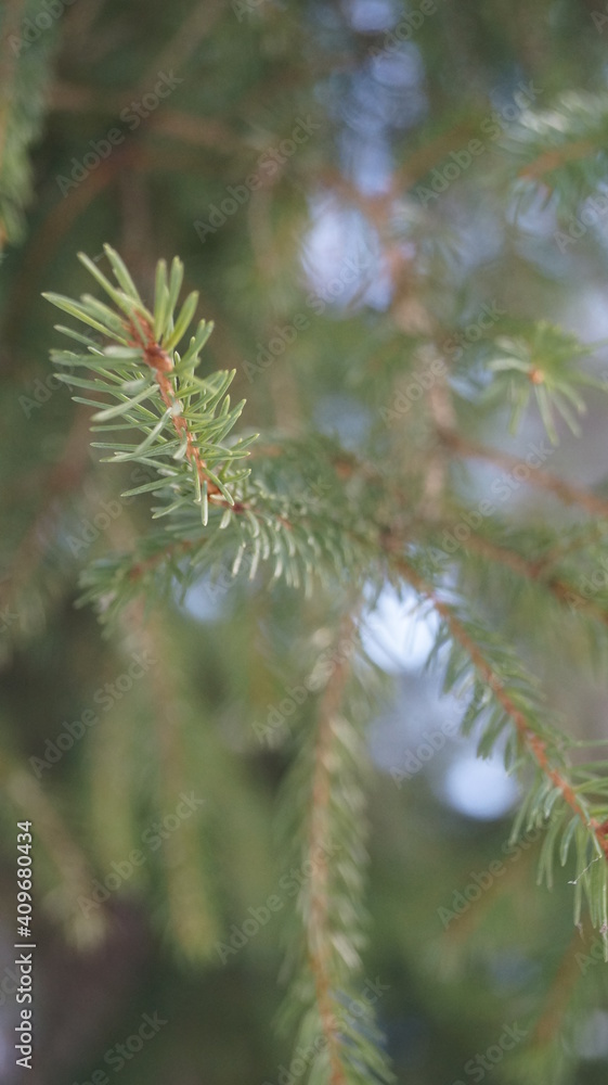 branches of a pine branches of a pine