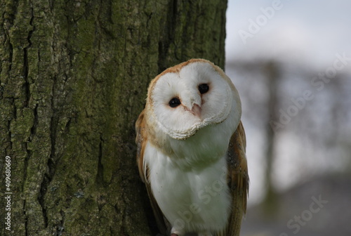 Inquisitive barn owl