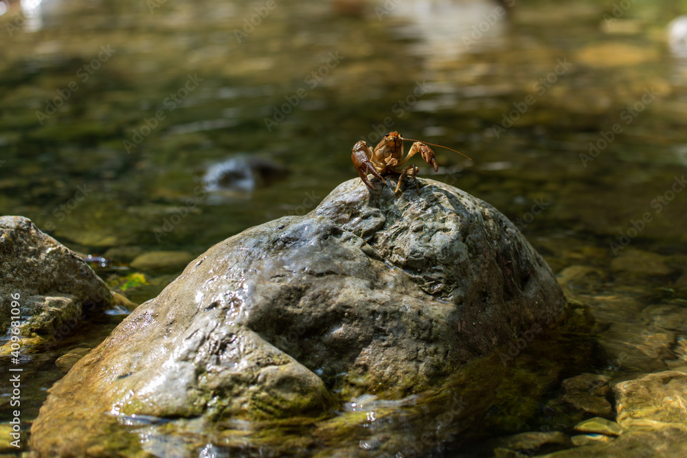 Gambero di fiume