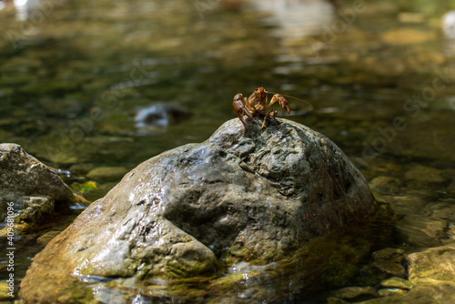 Obraz na płótnie Gambero di fiume w salonie