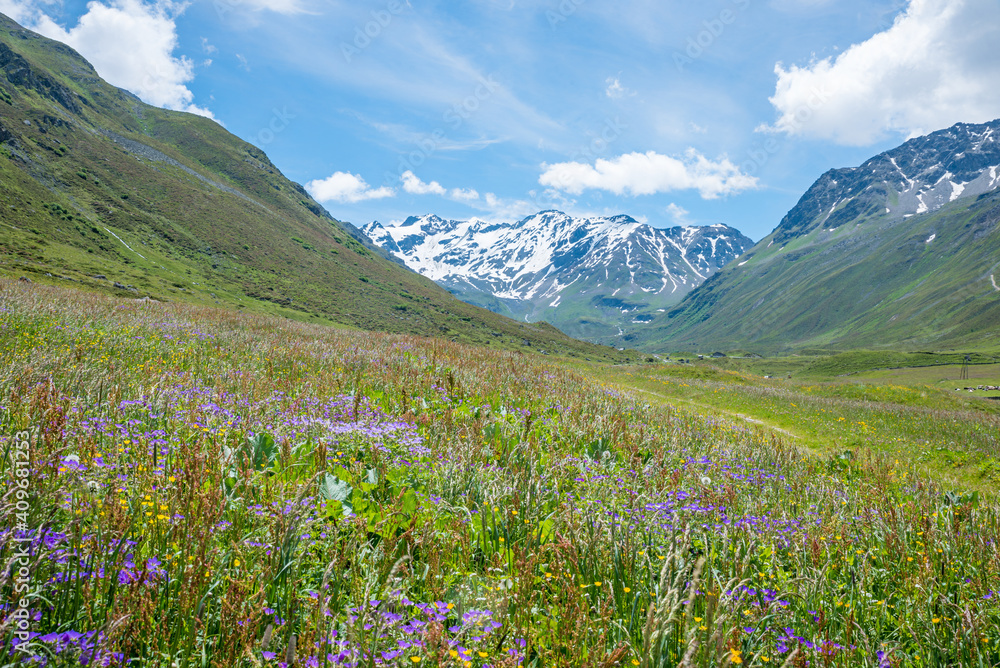 Idyllische Berglandschaft mit Storchschnabel Blumenwiese, Dischmatal bei Davos, Prättigau Graubünden