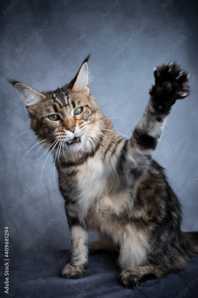 aggressive tabby maine coon cat raising paw with open mouth on gray concrete background