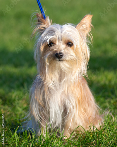 Yorkie Chinese Crested cross
