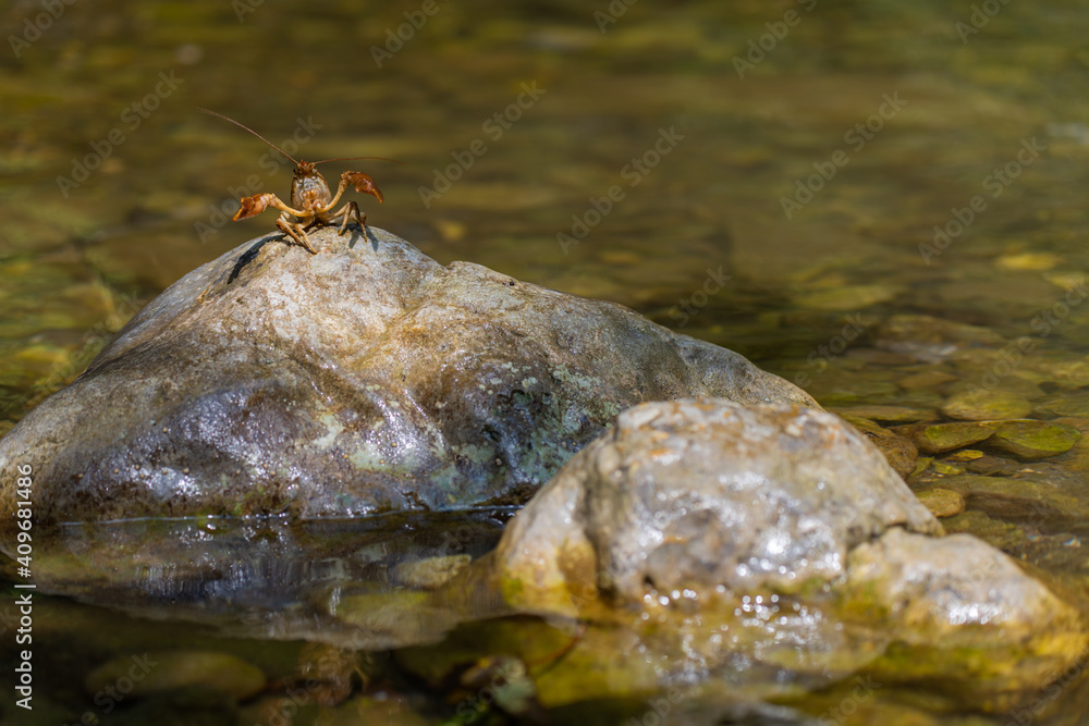 Gambero di fiume