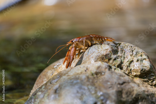Obraz na płótnie Gambero di fiume w salonie