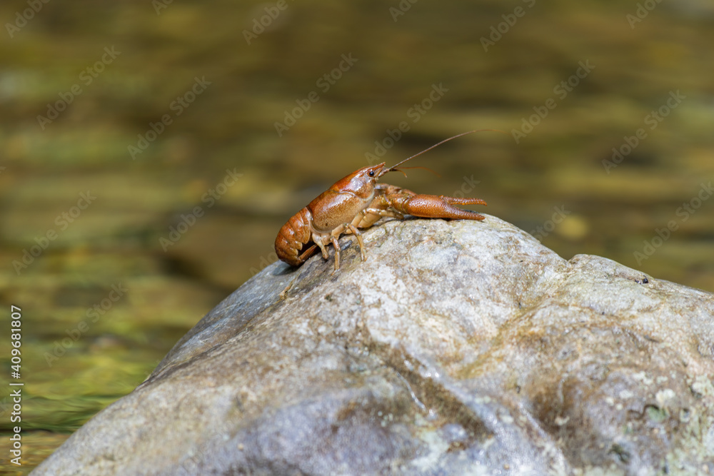 Gambero di fiume