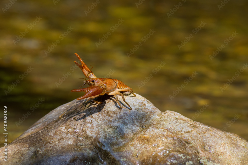 Gambero di fiume