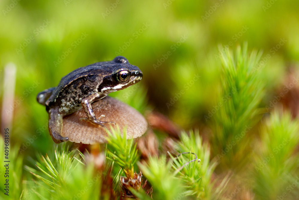 Frog on a mushroom in the grass