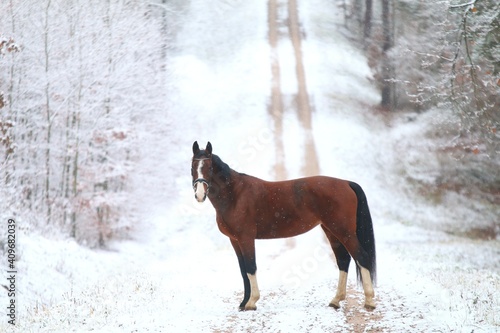 gniady koń z białymi skarpetami na tle zimowej drogi w lesie