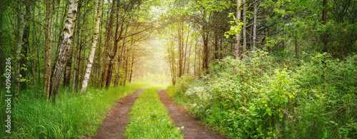 Country road in wild beautiful green forest