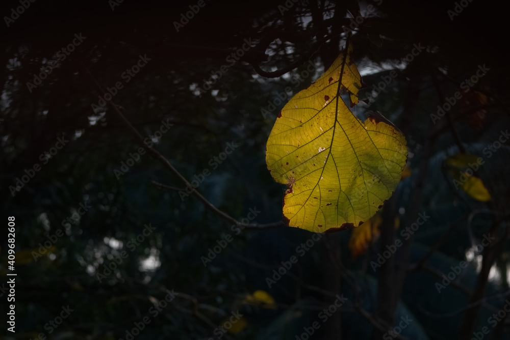 Obraz premium Translucent yellow green teak leaf with dark blur background