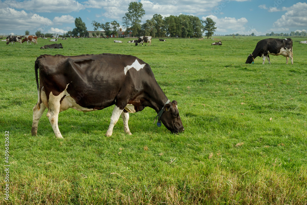 cows in the field in a Dutch field cows in the field in a Dutch field