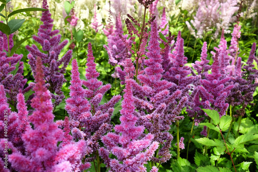 Astilbe pink ' 'obergartner jurgens arendsii' in flower in the summer months Astilbe pink ' 'obergartner jurgens arendsii' in flower in the summer months
