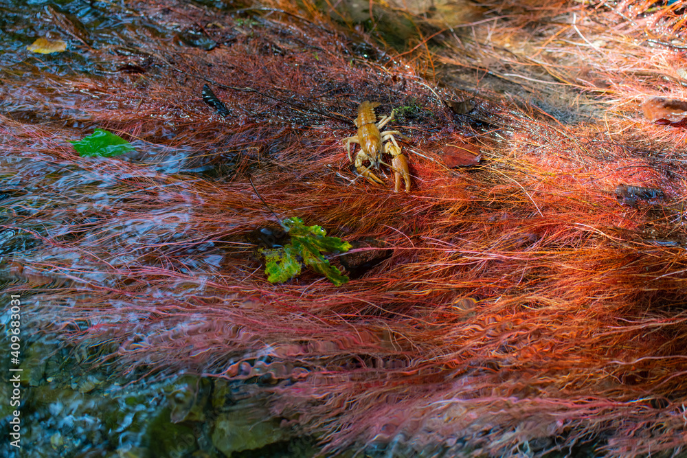 Gambero di fiume