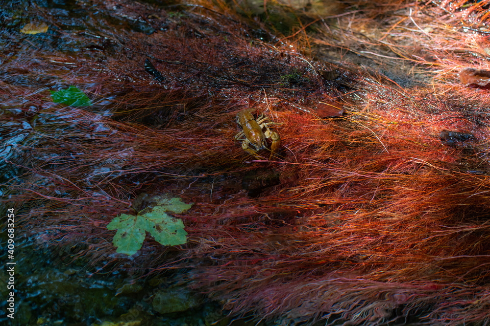 Gambero di fiume