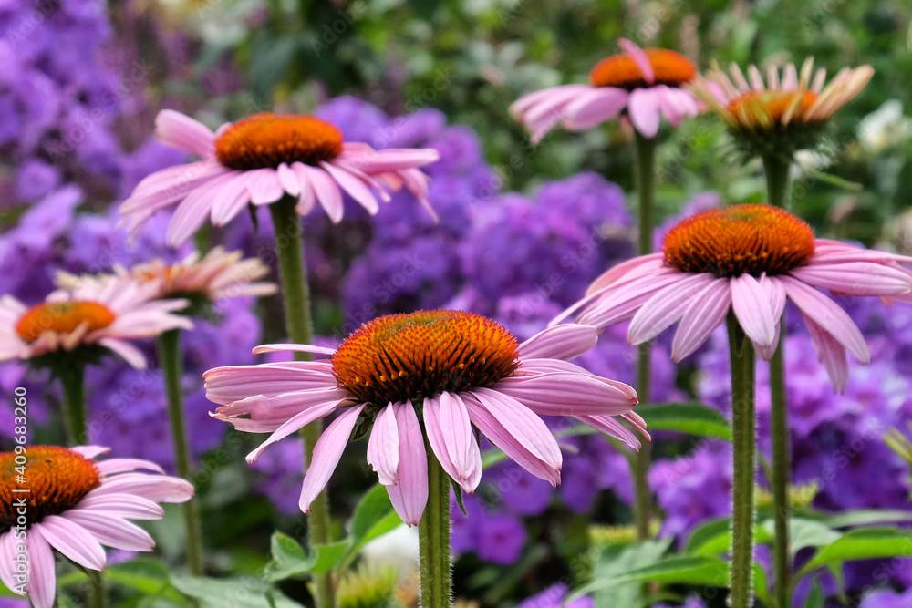 Cone flower Echinacea purpurea 'Rubinstern' in flower during the summer months Cone flower Echinacea purpurea 'Rubinstern' in flower during the summer months